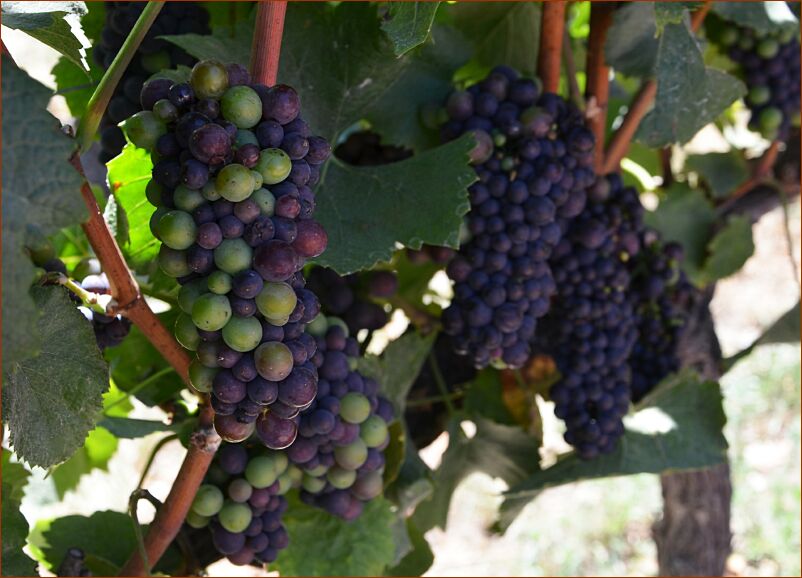 Vineyard2 - grapes